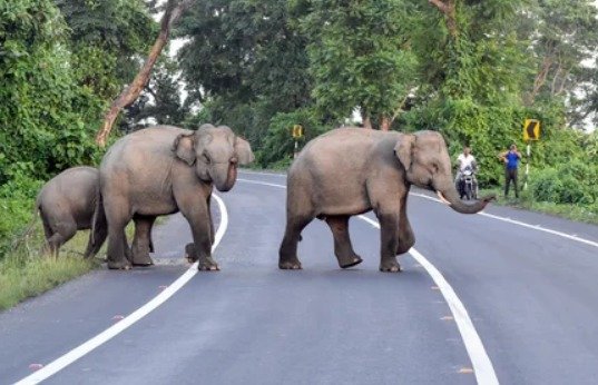 ತಮಿಳುನಾಡಿನಲ್ಲಿ ಮಾನವ–ವನ್ಯಜೀವಿ ಸಂಘರ್ಷ: 2025ರಲ್ಲಿ 43 ಸಾವು