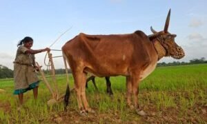 ರಾಜ್ಯದ 178 ತಾಲೂಕುಗಳಲ್ಲಿ ಮಳೆ ಕೊರತೆ; 20 ತಾಲೂಕುಗಳಲ್ಲಿ ಬಹುತೇಕ ಮಳೆಯಾಗಿಲ್ಲ